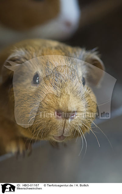 Meerschweinchen / guinea pig / HBO-01167