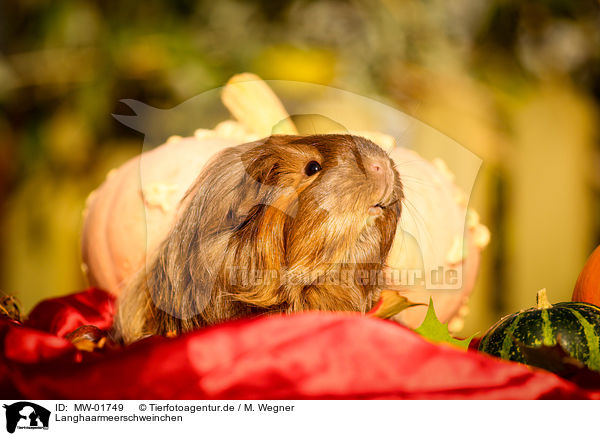 Langhaarmeerschweinchen / longhaired guinea pig / MW-01749