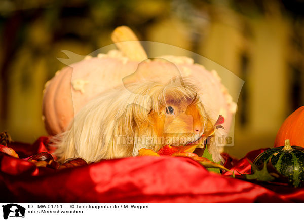 rotes Meerschweinchen / red guinea pig / MW-01751