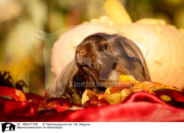 Meerschweinchen im Herbstlaub / guinea pig in autumn foliage / MW-01756