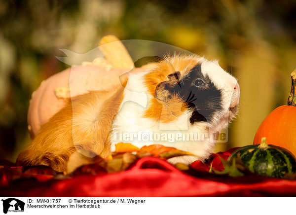 Meerschweinchen im Herbstlaub / guinea pig in autumn foliage / MW-01757