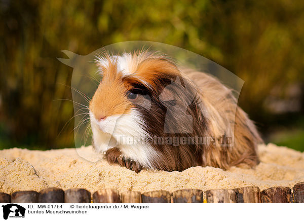 buntes Meerschweinchen / colorful guinea pig / MW-01764