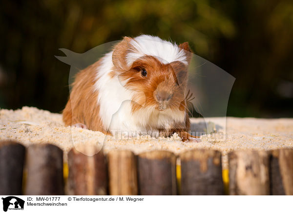 Meerschweinchen / guinea pig / MW-01777