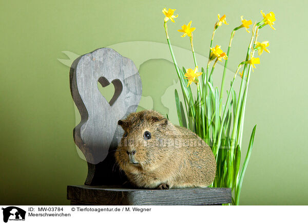 Meerschweinchen / guinea pig / MW-03784