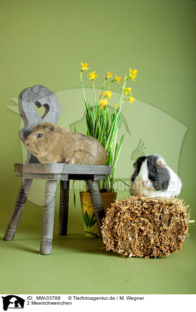 2 Meerschweinchen / 2 guinea pigs / MW-03788