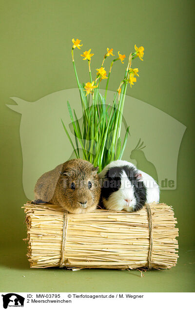 2 Meerschweinchen / 2 guinea pigs / MW-03795