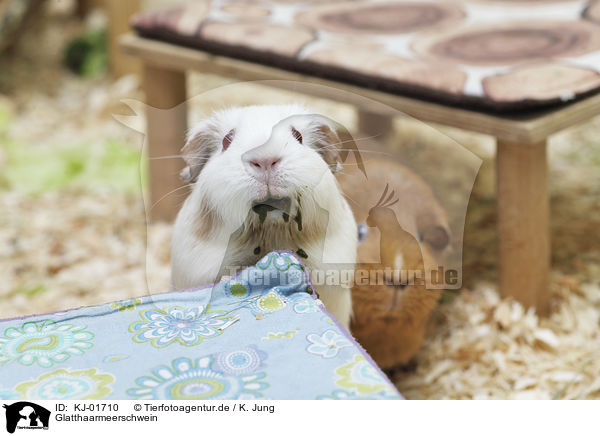 Glatthaarmeerschwein / Guinea Pig / KJ-01710