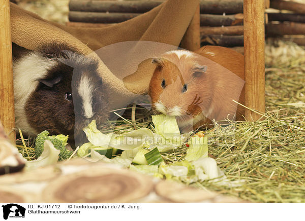 Glatthaarmeerschwein / Guinea Pig / KJ-01712