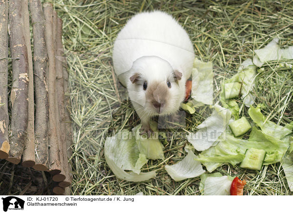 Glatthaarmeerschwein / Guinea Pig / KJ-01720