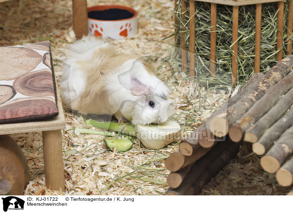 Meerschweinchen / Guinea Pig / KJ-01722