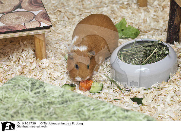 Glatthaarmeerschwein / Guinea Pig / KJ-01736