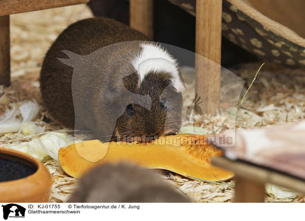 Glatthaarmeerschwein / Guinea Pig / KJ-01755