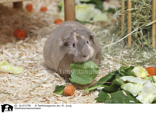 Glatthaarmeerschwein / Guinea Pig / KJ-01756