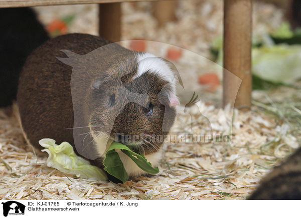 Glatthaarmeerschwein / Guinea Pig / KJ-01765