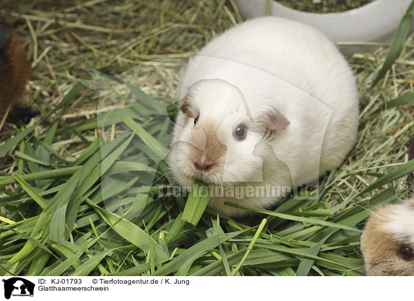 Glatthaarmeerschwein / Guinea Pig / KJ-01793