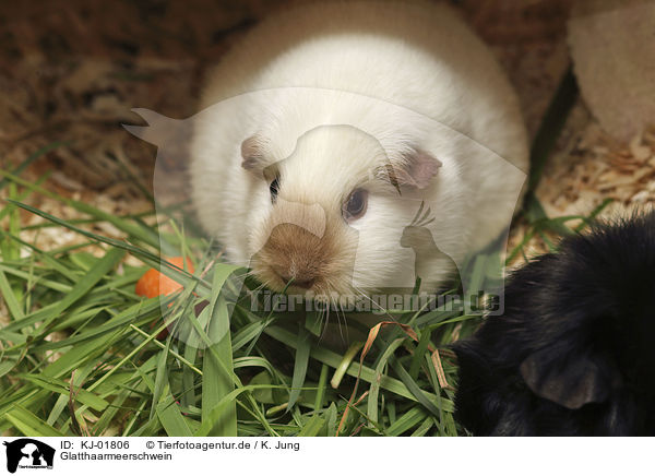 Glatthaarmeerschwein / KJ-01806