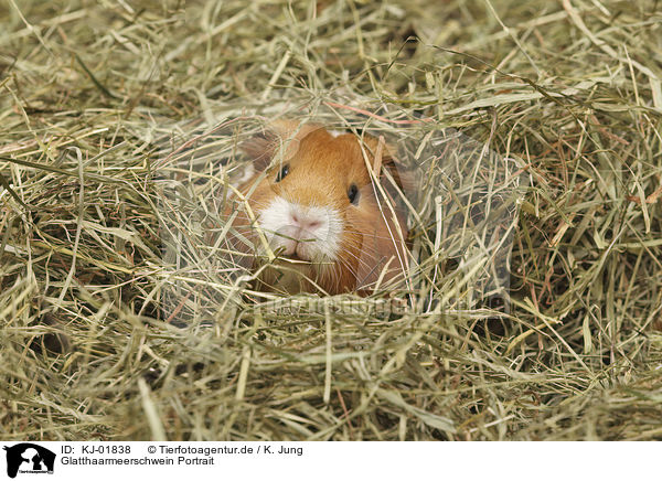 Glatthaarmeerschwein Portrait / KJ-01838