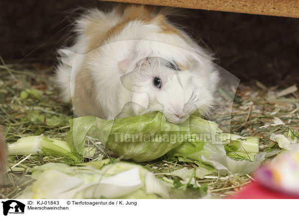 Meerschweinchen / Guinea Pig / KJ-01843