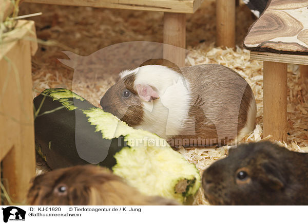 Glatthaarmeerschwein / Guinea Pig / KJ-01920