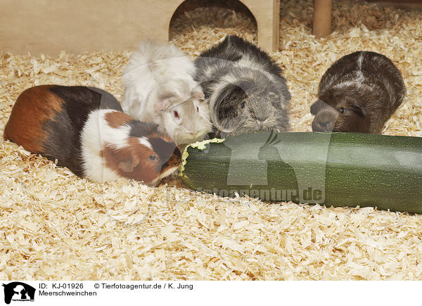 Meerschweinchen / Guinea Pigs / KJ-01926