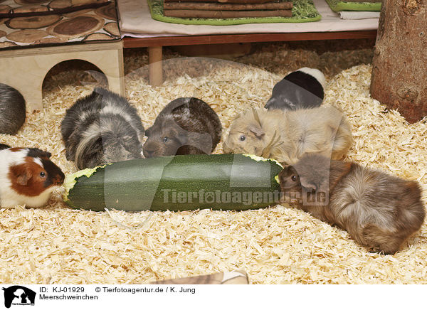 Meerschweinchen / Guinea Pigs / KJ-01929