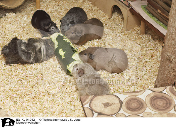 Meerschweinchen / Guinea Pigs / KJ-01942
