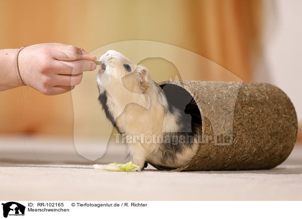 Meerschweinchen / guinea pig / RR-102165