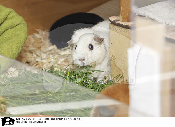 Glatthaarmeerschwein / Guinea Pig / KJ-02010