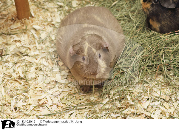 Glatthaarmeerschwein / Guinea Pig / KJ-02012
