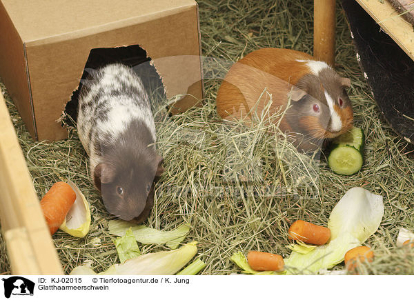 Glatthaarmeerschwein / Guinea Pig / KJ-02015