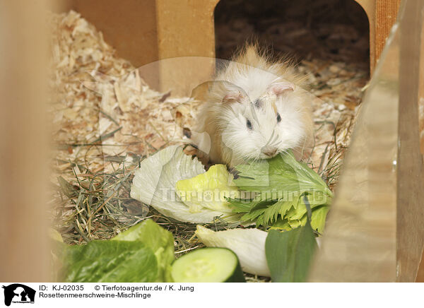 Rosettenmeerschweine-Mischlinge / Abyssinian-Guinea-Pig-Mix / KJ-02035