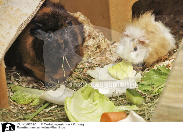 Rosettenmeerschweine-Mischlinge / Guinea-Pig-Mix / KJ-02040