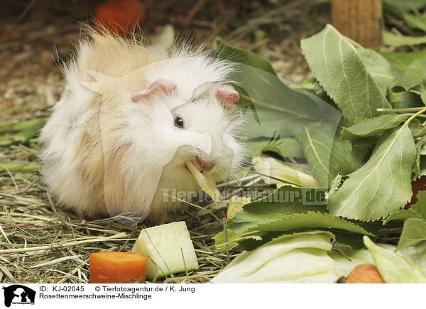 Rosettenmeerschweine-Mischlinge / Guinea-Pig-Mix / KJ-02045