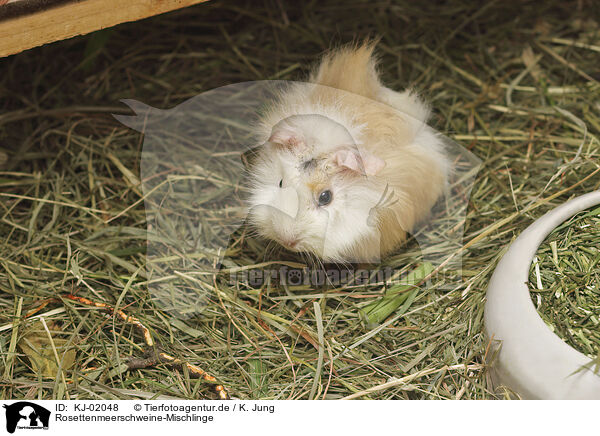 Rosettenmeerschweine-Mischlinge / Guinea-Pig-Mix / KJ-02048