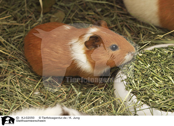 Glatthaarmeerschwein / Guinea Pig / KJ-02050