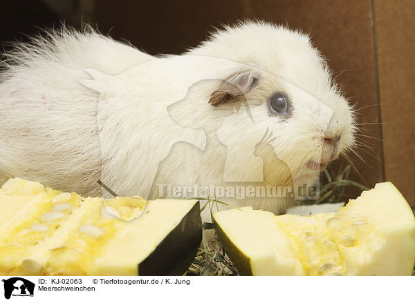 Meerschweinchen / Guinea Pig / KJ-02063