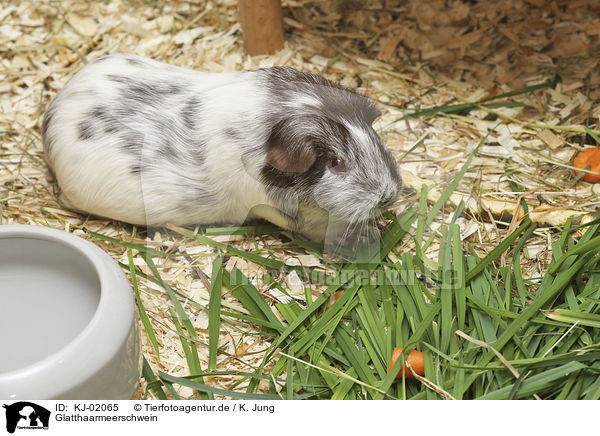 Glatthaarmeerschwein / Guinea Pig / KJ-02065