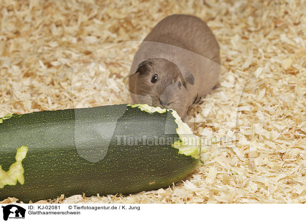 Glatthaarmeerschwein / Guinea Pig / KJ-02081