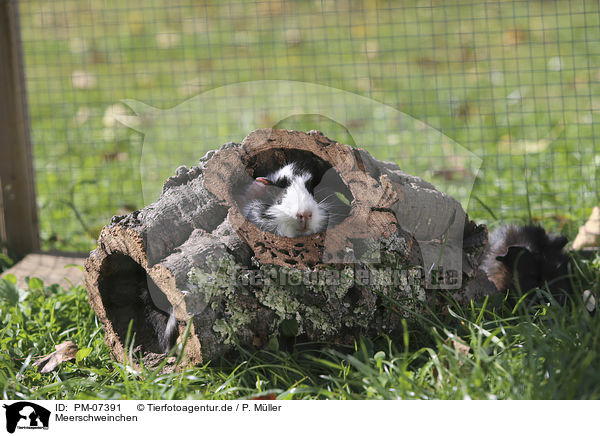 Meerschweinchen / Guinea Pig / PM-07391