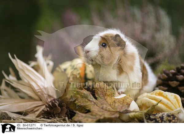 Meerschweinchen / Guinea Pig / SI-01271