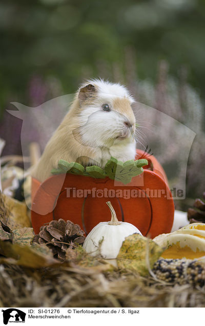 Meerschweinchen / Guinea Pig / SI-01276