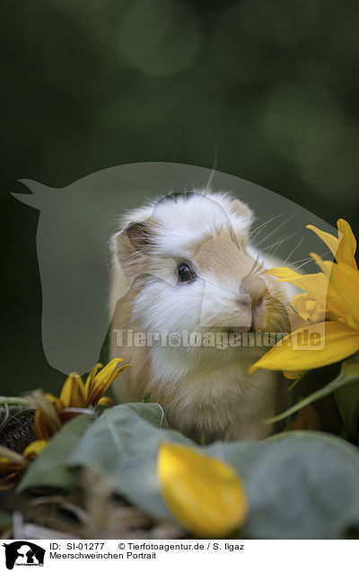 Meerschweinchen Portrait / Guinea Pig portrait / SI-01277