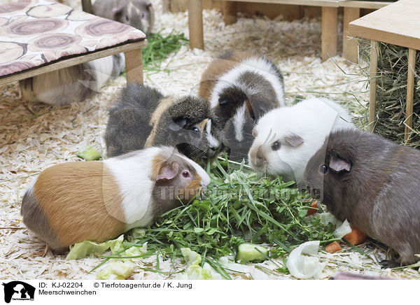 Meerschweinchen / Guinea Pig / KJ-02204