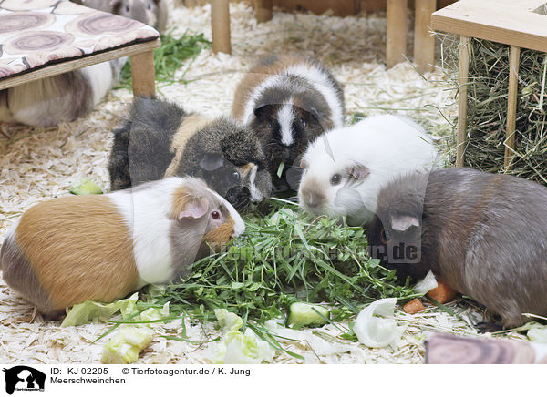 Meerschweinchen / Guinea Pig / KJ-02205