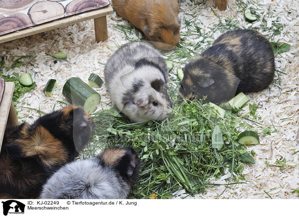 Meerschweinchen / Guinea Pig / KJ-02249