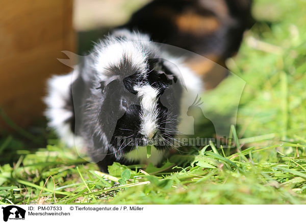 Meerschweinchen / guinea pig / PM-07533