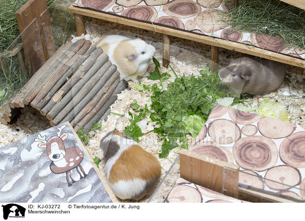 Meerschweinchen / guinea pigs / KJ-03272