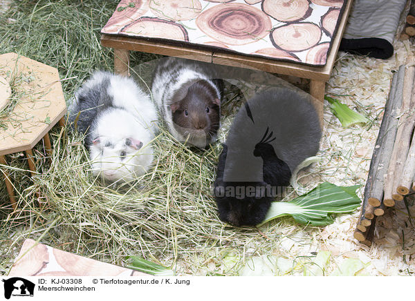 Meerschweinchen / guinea pigs / KJ-03308
