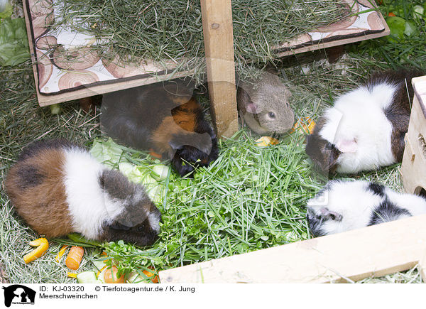 Meerschweinchen / guinea pigs / KJ-03320