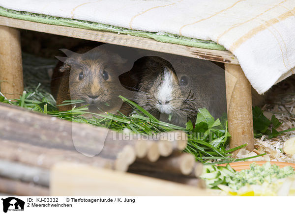 2 Meerschweinchen / 2 guinea pigs / KJ-03332